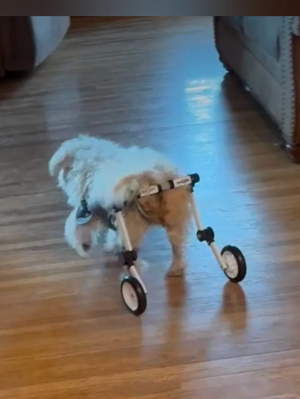 LetPetRun Hind Leg Adjustable Dog Wheelchair for XXS Dogs  Mobility Cart Support